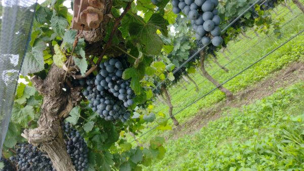 Enoturismo en Córdoba